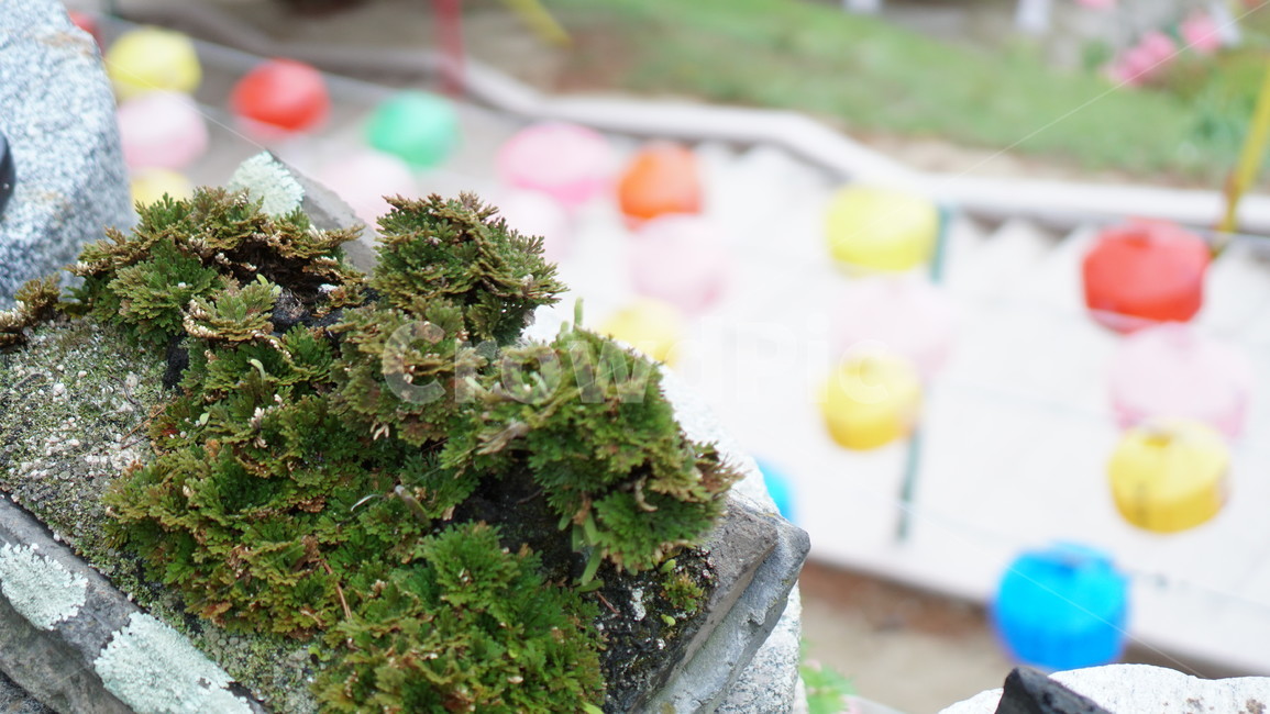 절풍경,여름절풍경,절,여름절,청량사,실내용화초,화분,화초,house plant