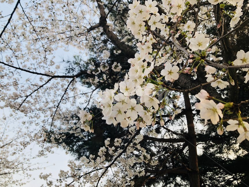 벚꽃,나무,봄,풍경,벚잎,봄,계절,spring,season,식물,자연,plants,nature,꽃,flower,plant,cherry blossom,blossom