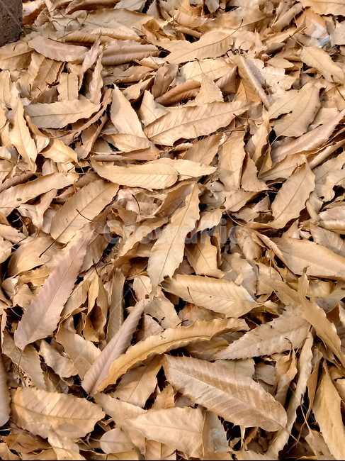 자연,낙엽,나뭇잎,잎,leaf,옥외,outdoor,가을
