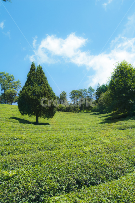 녹차밭,나무,하늘,초록,구름,여름,자연,풍경,nature,landscape,grassland,목초지,field,들,outdoors,옥외,rural,농촌,farm,농장