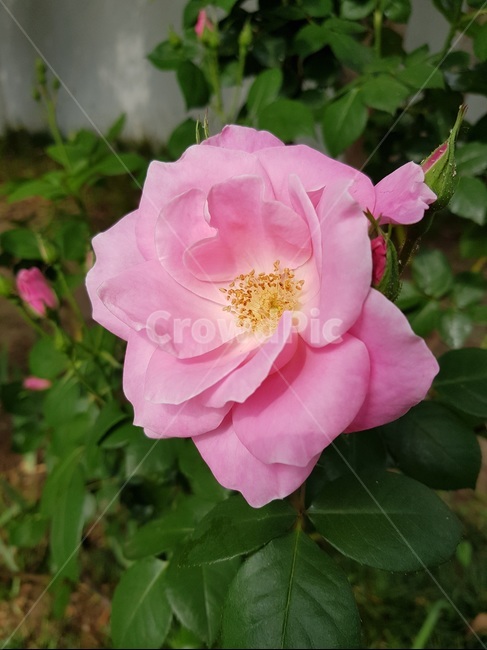 꽃,봄,분홍색꽃,봄꽃,정원