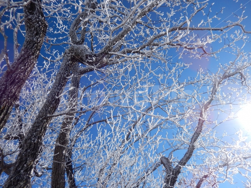 민주지산,눈꽃풍경,상고대,겨울풍경,겨울동화,눈풍경,파란하늘,100대명산,겨울명산,설경,서리꽃,영동,자연,풍경,nature,landscape,겨울,계절,winter,season,tree,나무,plant,식물,tree trunk,나무 줄기