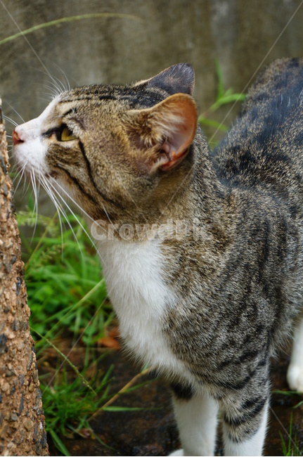 동물,cat,고양이,pet,아메리칸숏헤어,동물,animal,포유류,mammal,고양이,cat,kitten,kitty