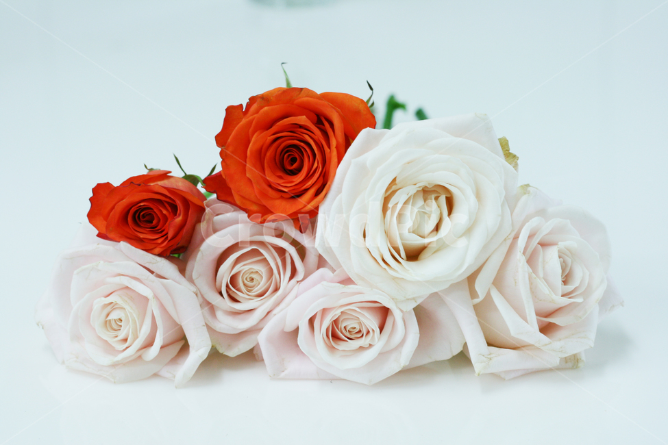 rose,장미,flower,꽃,식물,부르트,와일드키드