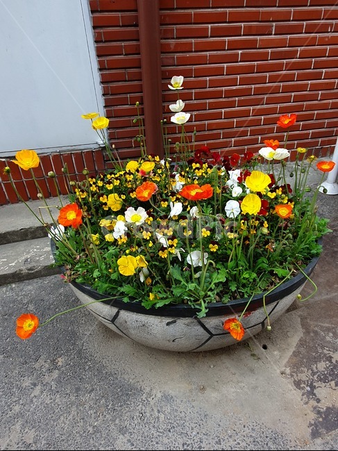 여름꽃,꽃말,자연,썽머,색깔