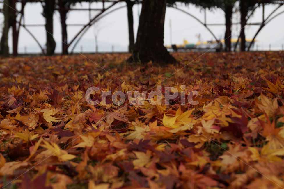 단풍,낙엽,식물,나무,나뭇잎,단풍나무,자연,풍경,잎,계절,fall,autumn,가을,계절,fall,autumn,season,leaf,plant,tree