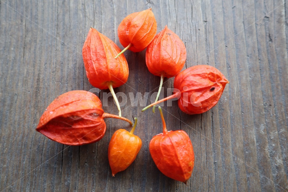 plant,식물,autumn,fall,가을