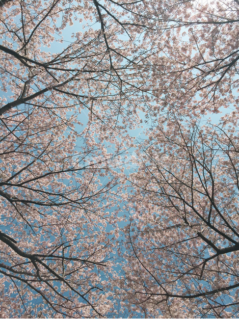 감성사진,벚꽃,봄,풍경,하늘,사진,봄,계절,spring,season,자연,풍경,nature,landscape,plant,식물,blossom,꽃,flower