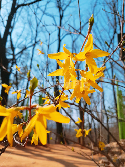 plant,식물,flower,꽃,leaf,잎,개나리,봄,산책길