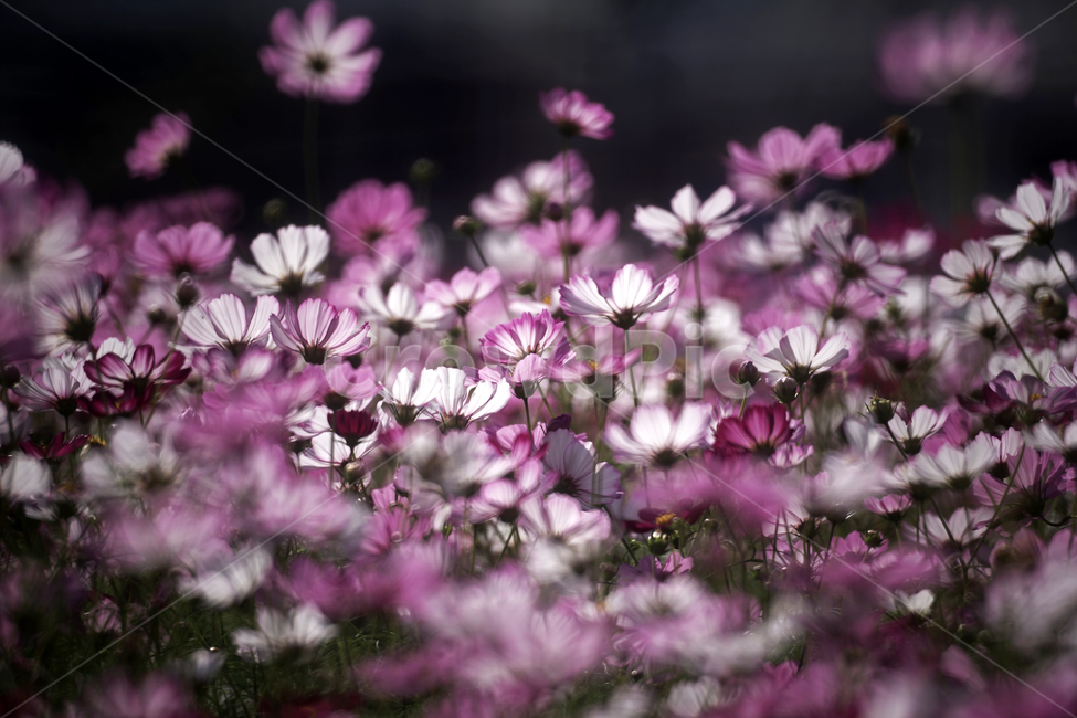코스모스,꽃,식물,계절,가을,감성,가을,계절,fall,autumn,season,식물,자연,plants,nature,꽃,flower,plant,geranium,제라늄,blossom