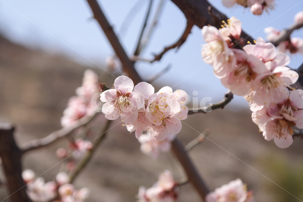 꽃,매화,flower,봄,spring,봄꽃,매화꽃,매실,prunusmume,나무,가지,식물,korea,자연,season,plants,nature,경치,scenery,야외,식물,자연,plants,nature,꽃,flower