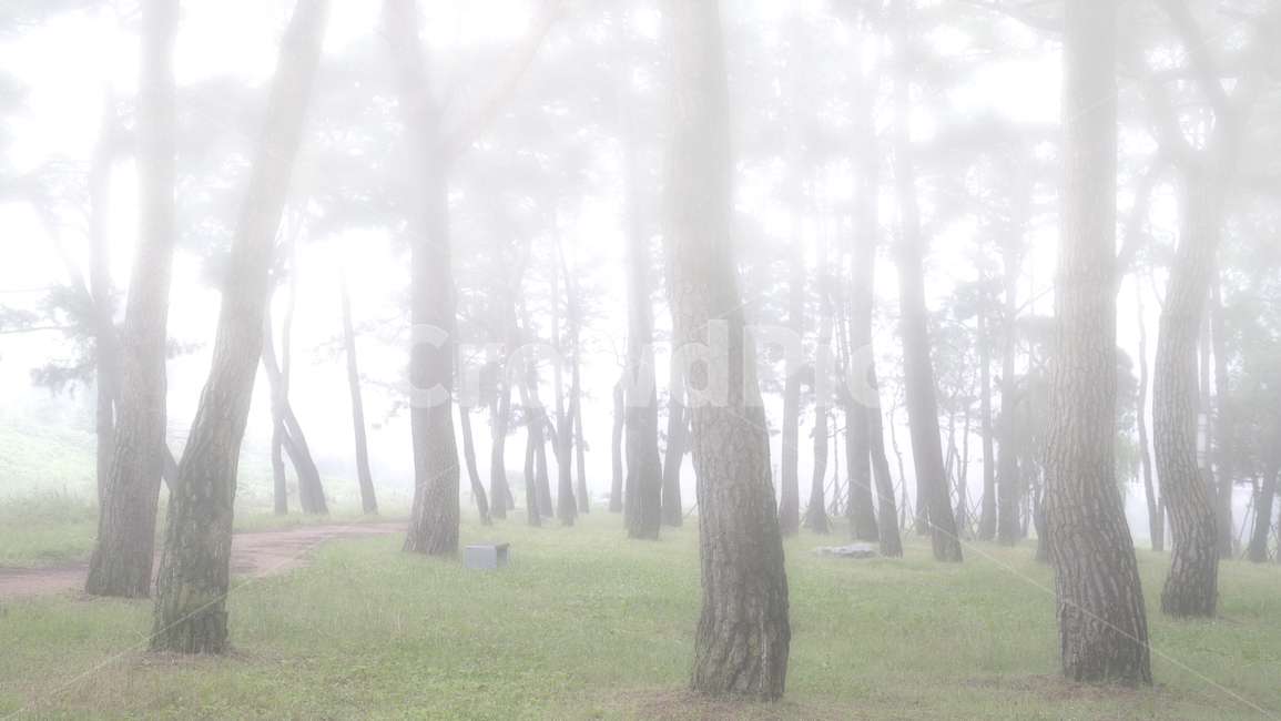 자연,풍경,식물,나무,소나무,소나무숲,숲,동산,소나무동산,안개,아침,풀밭,잔디밭,풀,남평,드들강,드들강유원지,강변,둔치,나주시,계절,여름