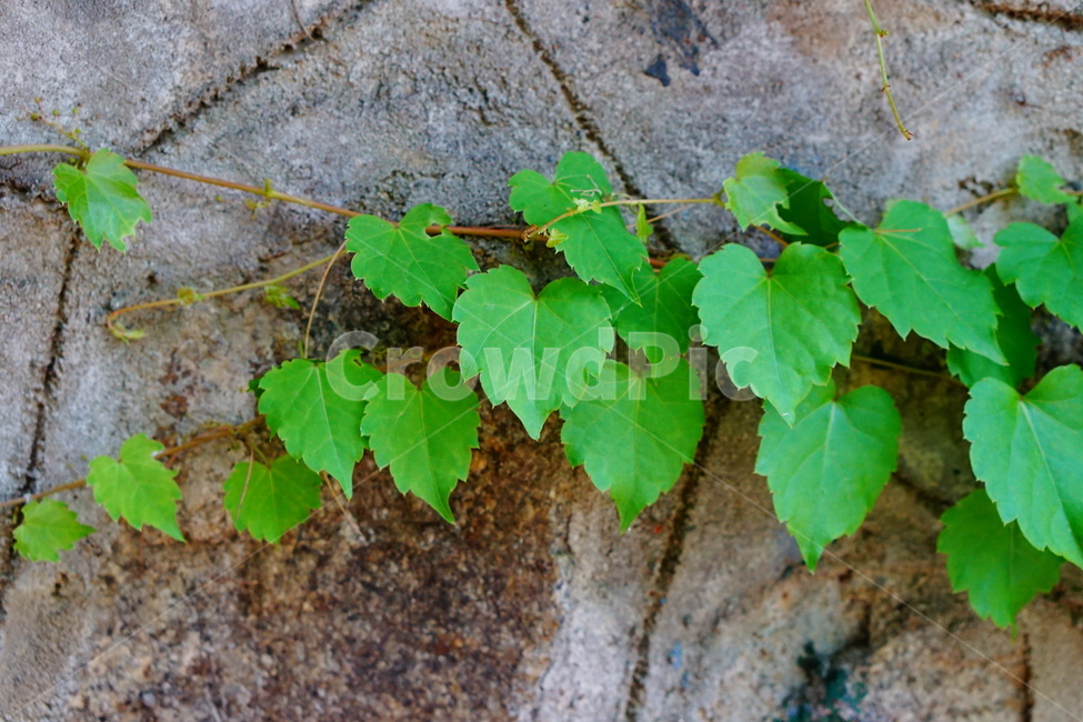담벼락,담쟁이,벽,식물,초록,식물,자연,plants,nature