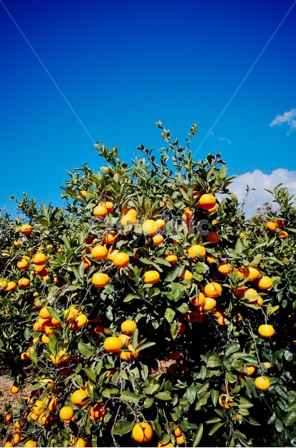 감귤,제주감귤,제주도,감귤농장,감귤나무,풍경,나무,mandarine,jejuisland,korea,tree,식물,자연,plants,nature,나무,trees,wood,과일,열매,fruit