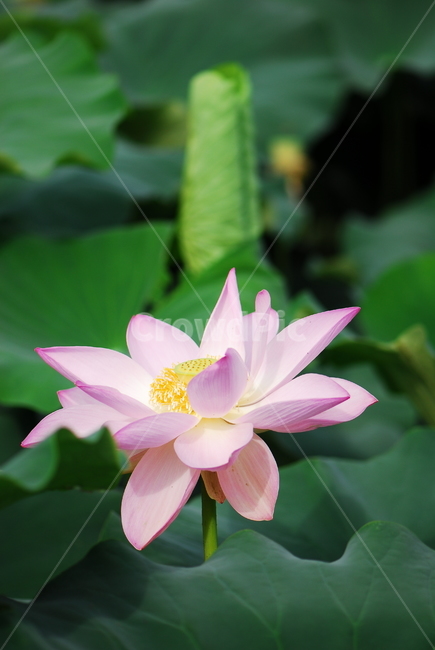 꽃,연꽃,관곡지,불교,여름,식물,자연,plants,nature,꽃,flower