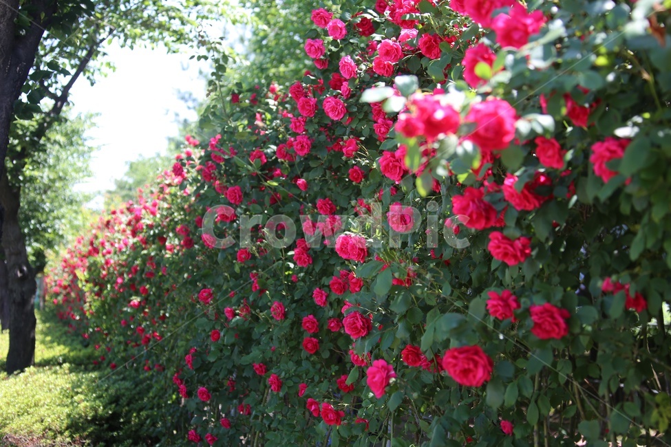 봄,5월,장미,장미터널,논산,빨간장미,식물,자연,plants,nature,꽃,flower