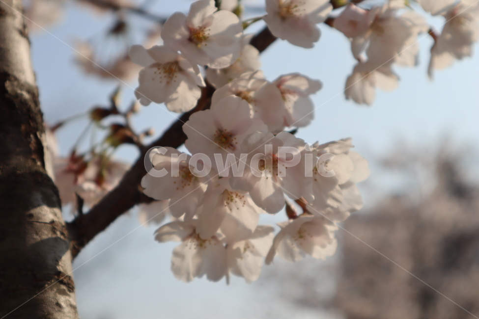 cherryblossoms,벚꽃,꽃,봄,분홍꽃
