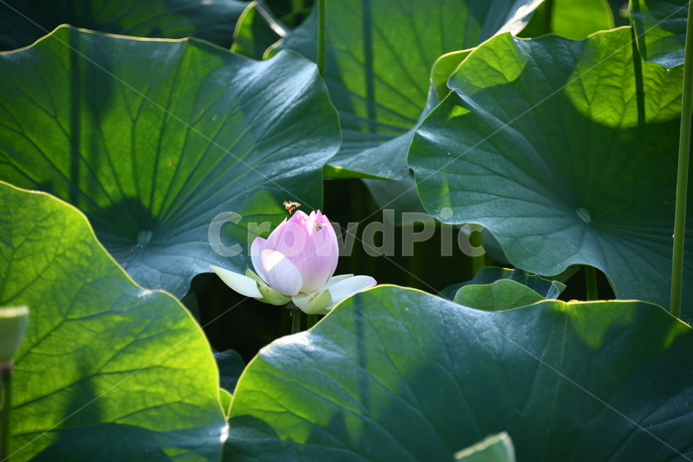 꽃,접사,연꽃밭,식물,자연,plants,nature,flower,분홍색,핑크색,연잎,연꽃