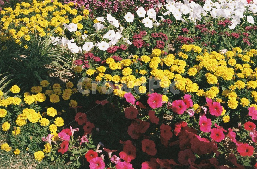 화단,꽃,꽃밭,알록달록,필름,필름사진,노랑,식물,자연,plants,nature,꽃,flower