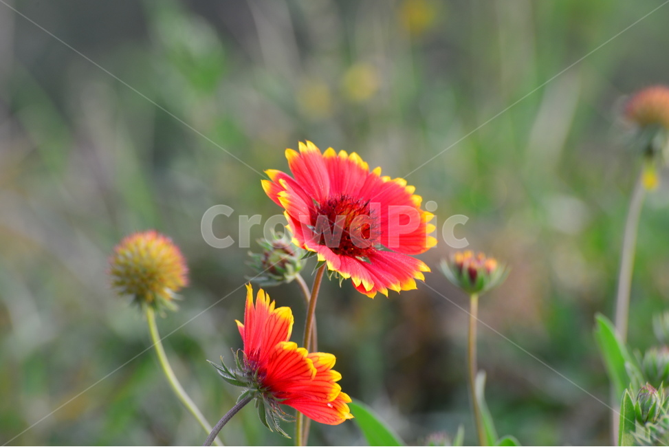 천인국,국화,아침,아침빛,plant,식물,blossom,flower,꽃,식물,자연,plants,nature,꽃,flower