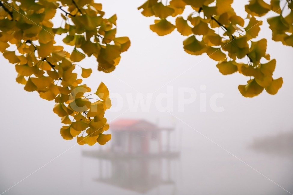 충청북도,문광저수지,은행잎,은행나무,저수지,물안개,안개,감성,감성사진,새벽,새벽안개,가을,계절,fall,autumn,season,식물,자연,plants,nature