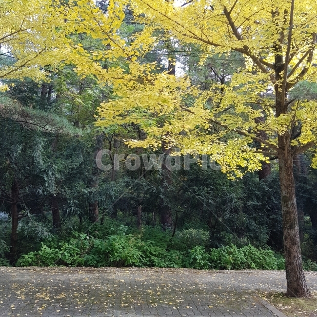 가을,은행나무,낙엽,그리움,은행,가을,계절,fall,autumn,season,식물,자연,plants,nature,나무,trees,wood,tree,plant,tree trunk,나무 줄기