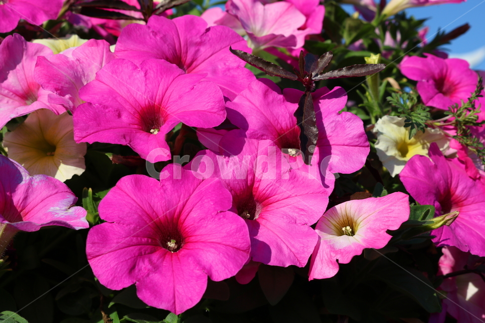 꽃,페튜니아,페튜니아꽃,식물,자연,페츄니아,분홍꽃,식물,자연,plants,nature,꽃,flower