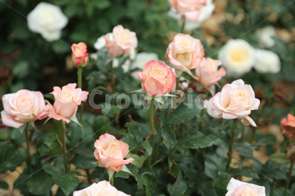 올림픽공원,장미정원,장미,꽃,여름,공원,정원,식물,자연,plants,nature,꽃,flower