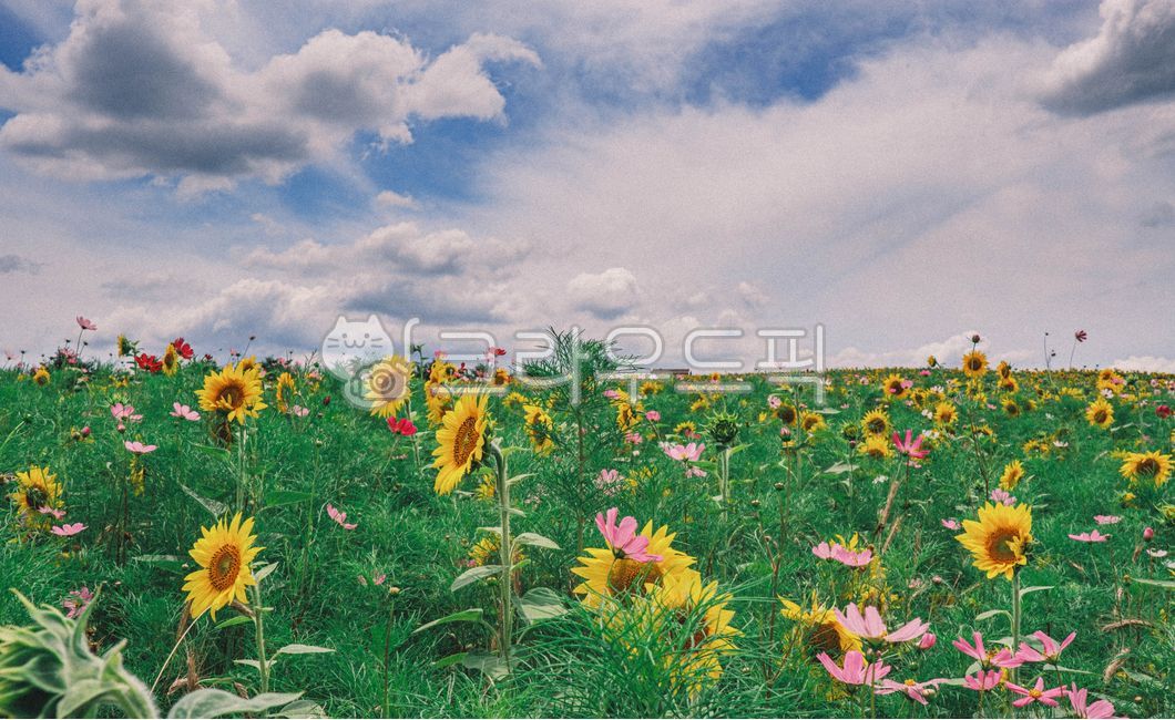 꽃,꽃밭,해바라기밭,background,배경화면,해바라기,flower,꽃들,flowers,풍경,식물