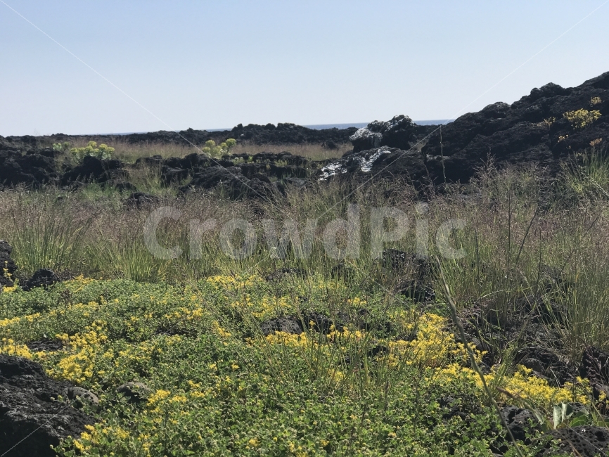 제주도,자연,무보정,꽃밭,들판,자연,풍경,nature,landscape,제주도,jeju,jeju island,outdoors,옥외,grassland,목초지,field,들,farm,농장,rural,농촌,meadow