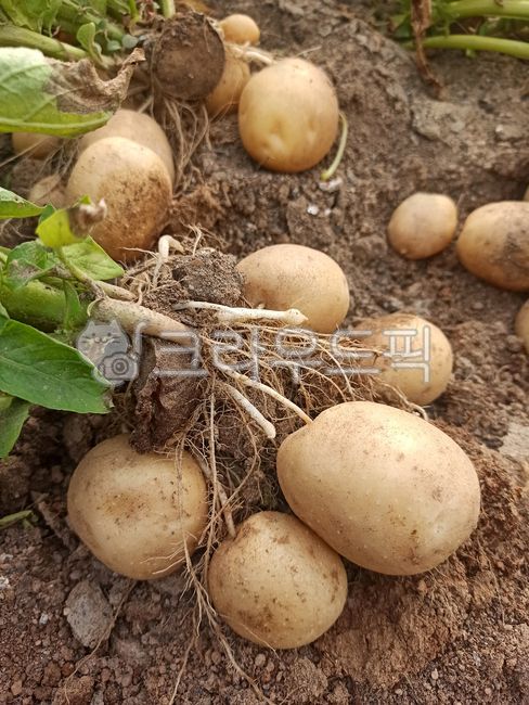 감자,감자밭,감자수확,감자재배,농작물,채소