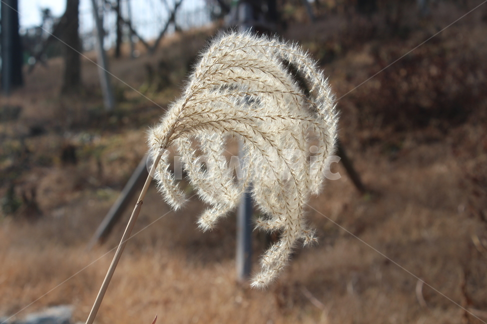 reed,갈대,식물,plant,white