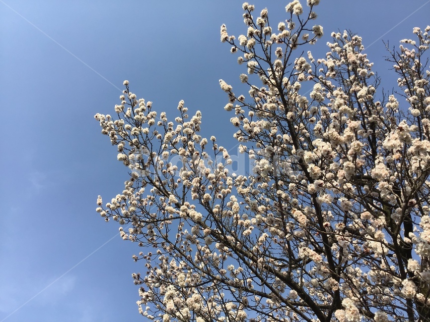 벚꽃,하얀꽃,파란하늘에꽃,flower,꽃