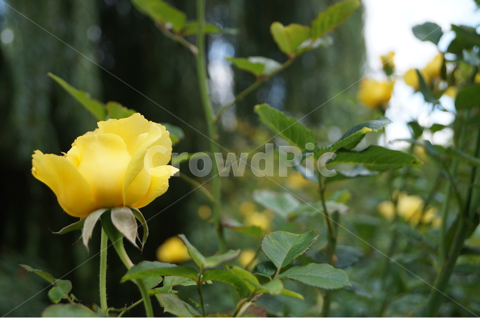 장미,로즈,rose,식물,꽃,flower,노란,노란장미,식물,자연,plants,nature,꽃,flower