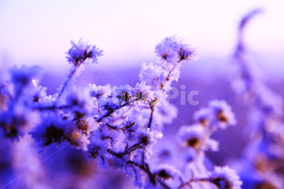 눈,상고대,자연,한국의자연,눈꽃,겨울,계절,winter,season,식물,자연,plants,nature,색깔,색상,색채,색감,color sense,color sensitivity,feeling of color