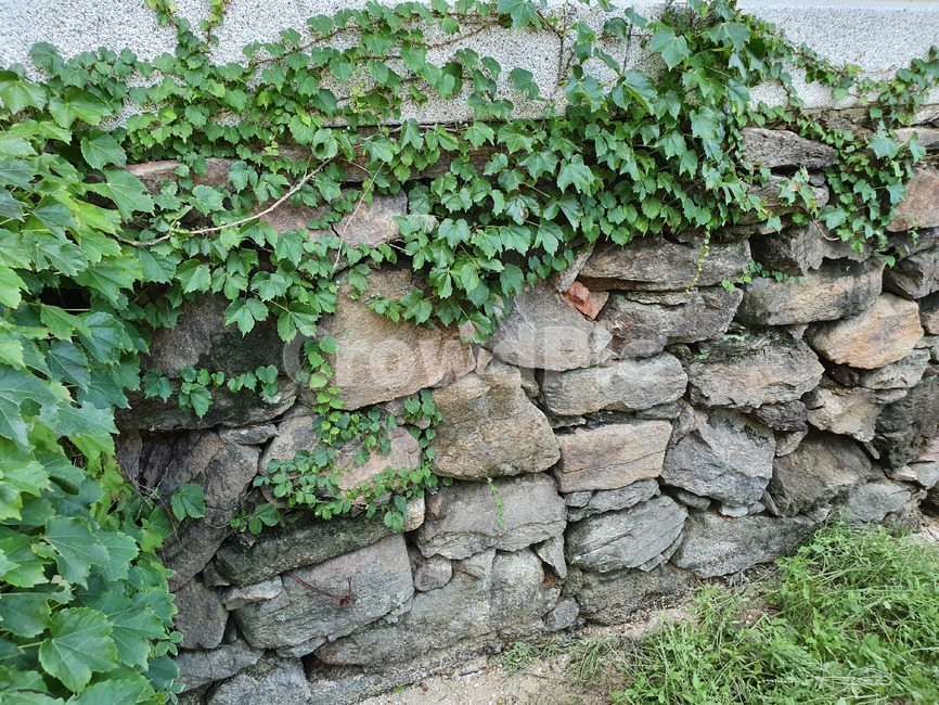 돌,덩굴식물,풀,climbingplant,stone