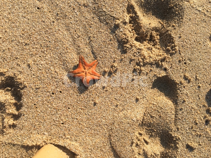 바다,불가사리,sea,starfish,모래