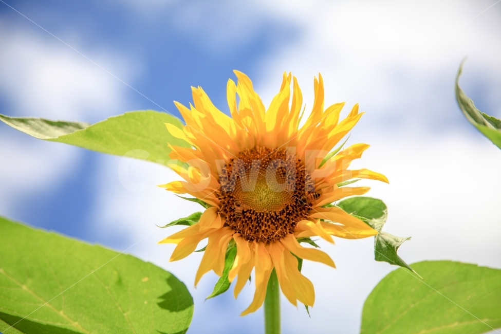 꽃사진,해바라기,푸른하늘,bluesky,sunflower,고해상,풍경,사진,백그라운드,배경,배경화면,한국,사람없음,랜드마크,국내,경치,여백,맑음,상쾌,아웃포커스,여름,계절,summer,season,식물,자연,plants,nature,꽃,flower,plant