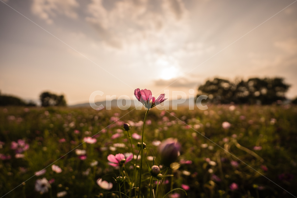 노을,일몰,하늘,가을,코스모스,grassland,목초지,field,들,outdoors,옥외,nature,자연,countryside,한지방,rural,농촌,가을,계절,fall,autumn,season,plant,식물