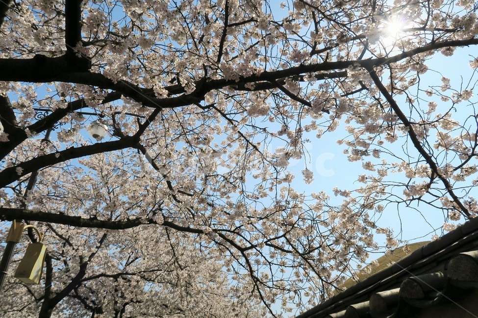 벚꽃,햇빛,햇볕,봄,꽃,풍경,자연,봄,계절,spring,season,plant,식물,flower,blossom,cherry blossom