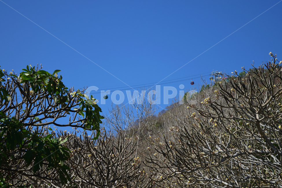 tree,나무,plant,식물,파란하늘,bluesky,outdoor,nature,자연,야외,맑은하늘,공원,케이블카,cablecar