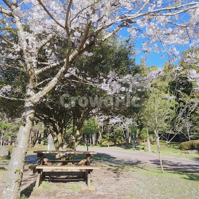 벚꽃나무,봄,벚나무,벚꽃,자연풍경,벚꽃풍경,풍경,자연,제주도자연풍경,제주도풍경