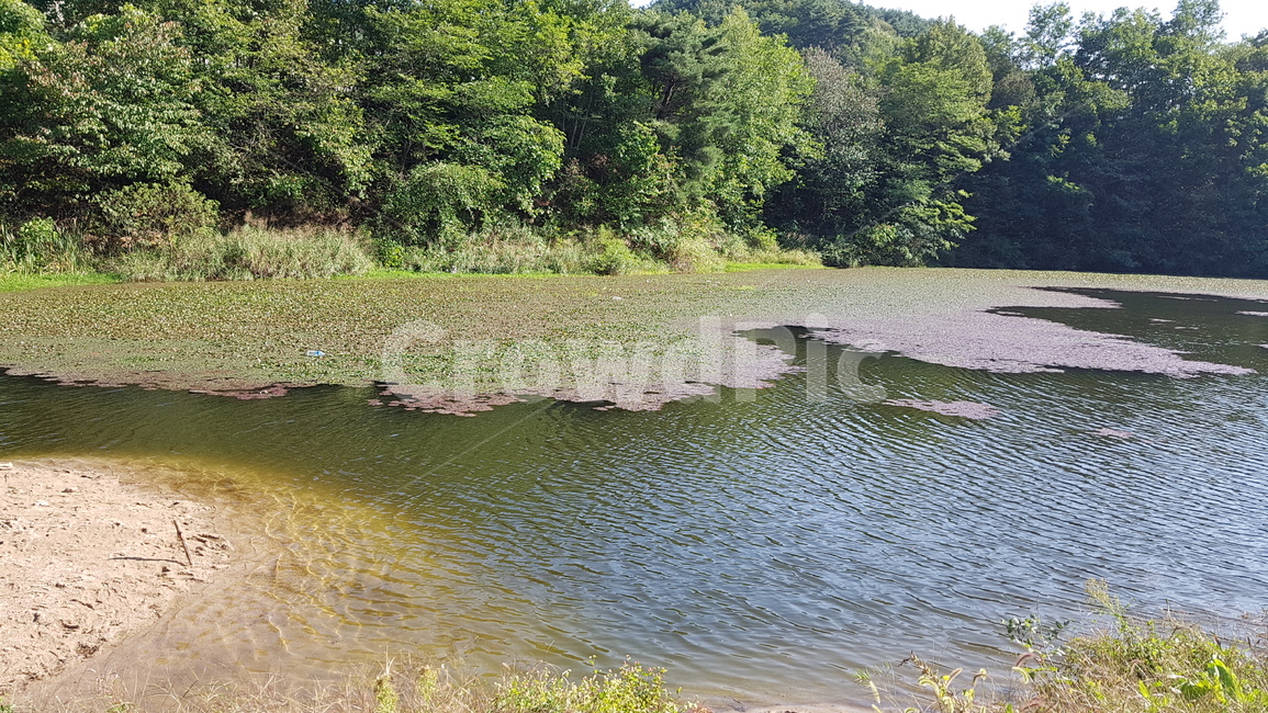 저수지,마름,여름,모래톱,수초