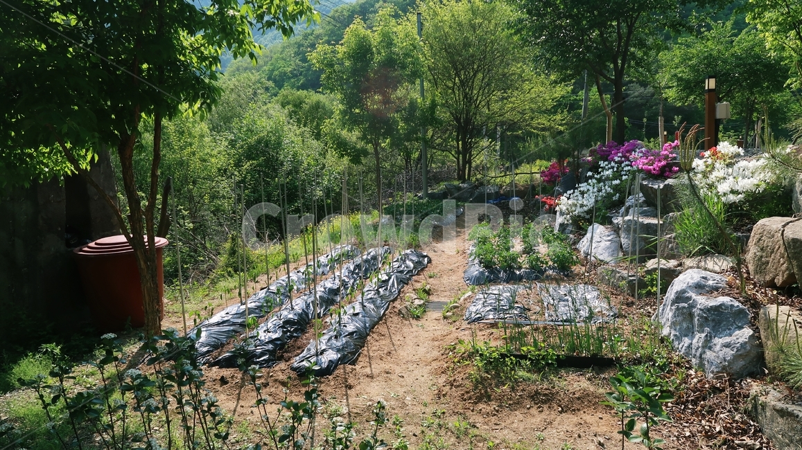 밭,농장,주말농장,텃밭,고추,파,채소,가드닝,정원,나무,풀,시골,돌,흙,nature,leaf,background,plant,green,natural,closeup,korea,growing,spring,vegetable,garden,small