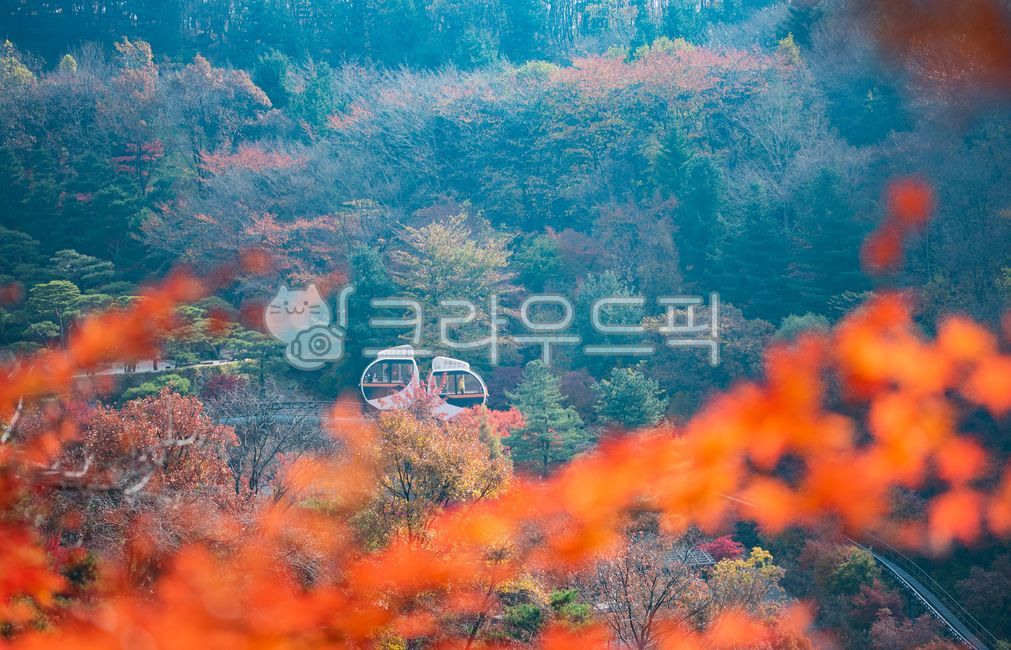 Maple leaf,tree leaves,nature,tree,autumn,maple leaf,monorail