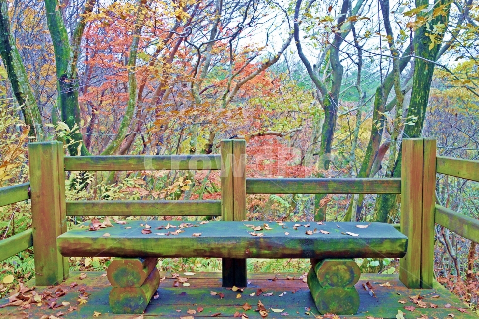 제주도,한라생태숲,벤치,낙엽,단풍,가을,의자,나무,단풍나무,단풍잎,나뭇잎,빨간색,갈색,숲,운치,여유,힐링,제주,제주도여행,제주여행,여행,자연,풍경,경치,아름다운,전망,그림,같은,뷰,추천,여행지,관광지,관광,자연,풍경,nature,landscape,park bench,공원 벤치,bench
