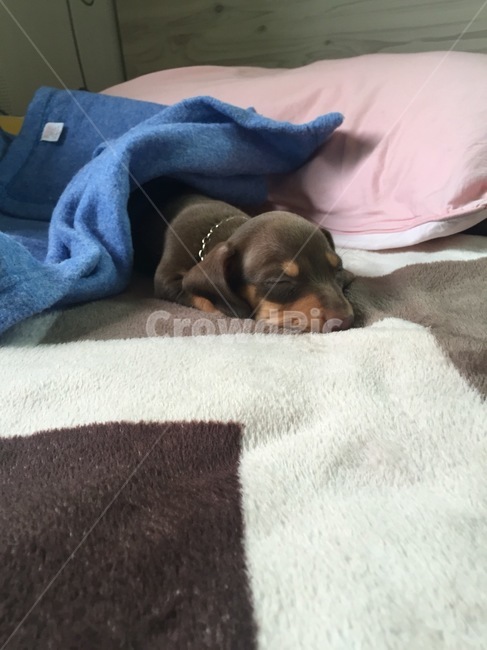 닥스훈트,닥스훈트아기,초코닥스훈트,아기강아지,자는강아지,닥스훈트새끼,동물,animal,포유류,mammal,개,강아지,dog,doggy