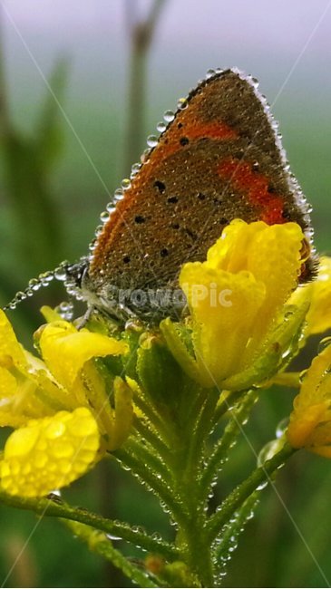 나비,이슬,아침,노란꽃,사랑,식물,자연,plants,nature,꽃,flower
