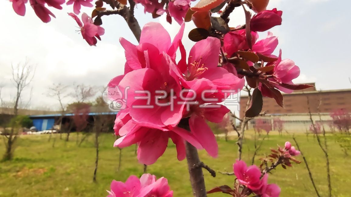blossom,Cherry Leaf Flower Apple Tree,flower,apple blossom,malusfloribunda,stone apple,petal,plant,flower apple tree,flower apple