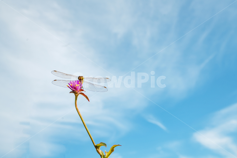 꽃,천일홍,잠자리,flower,dragonfly,식물,자연,plants,nature,꽃,flower,곤충,벌레,insect,bug